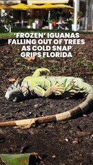 Cold, stunned iguanas fall out of trees in as winter snap grips Florida